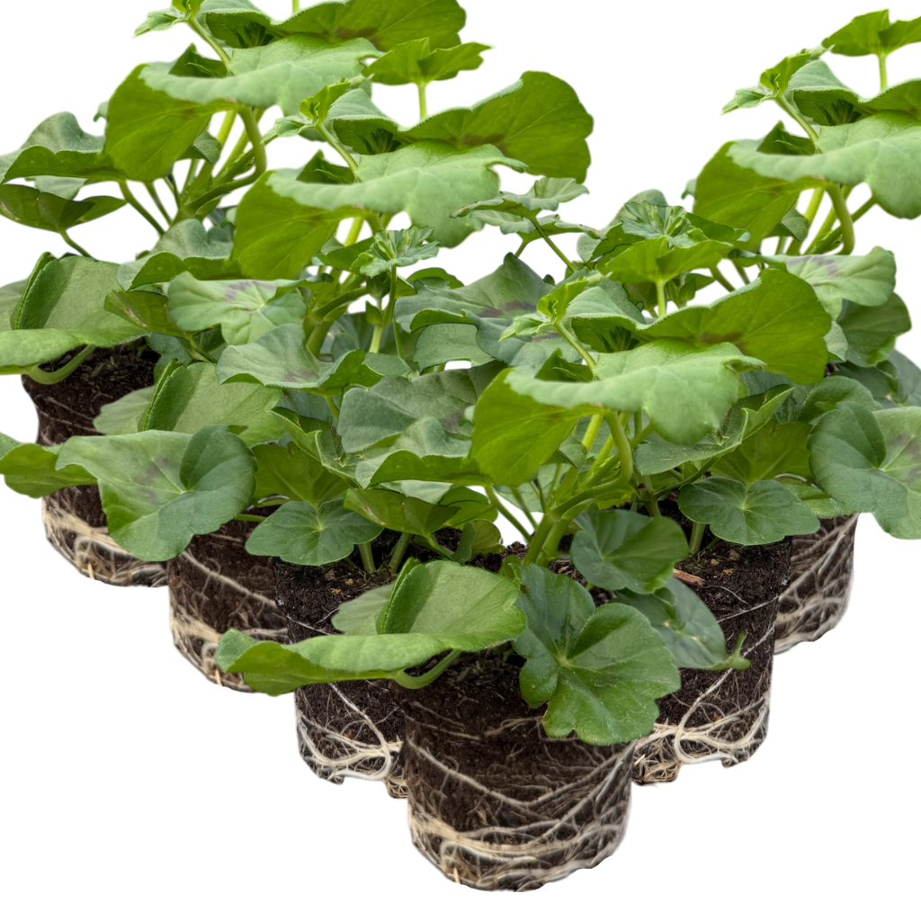 Geranium ‘Sunflair Amethyst’ — Hardy Perennial, 10.5cm Pot (Set of 3 or 6)