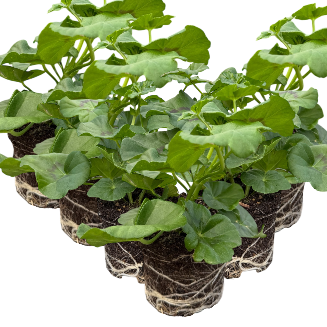 Geranium ‘Sunflair Amethyst’ — Hardy Perennial, 10.5cm Pot (Set of 3 or 6)