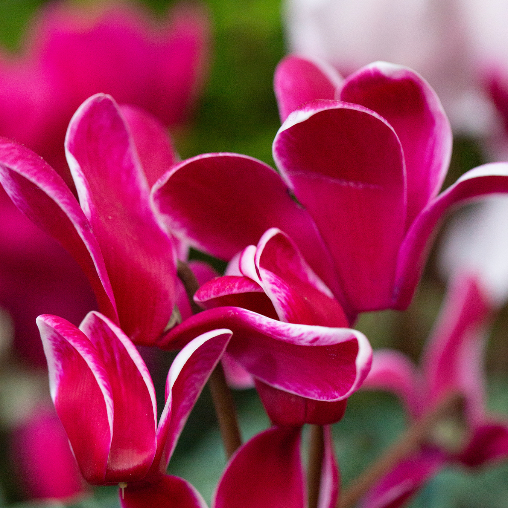 Cyclamen ‘Bicolour Growers Selection’ — Hardy Perennial, 1L Pot