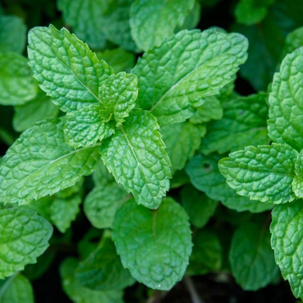 Mint 'Peppermint' — Hardy Perennial Herb, Bee-Friendly, 1L Pot (Set of 3 or 6)