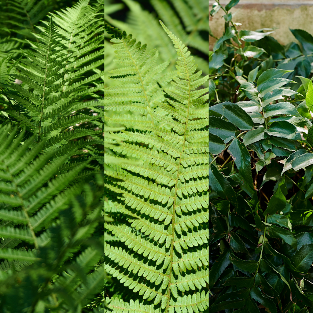 Dryopteris ‘Shield Fern’ — Hardy Deciduous Fern, 13cm Pot (Set of 3 or 6)