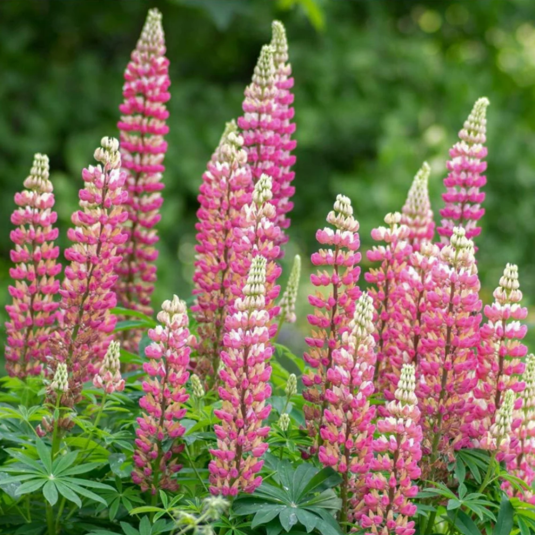 Lupinus ‘Legendary Rose Shades’ — Hardy Herbaceous Perennial, Bee-Friendly, 2L Pot