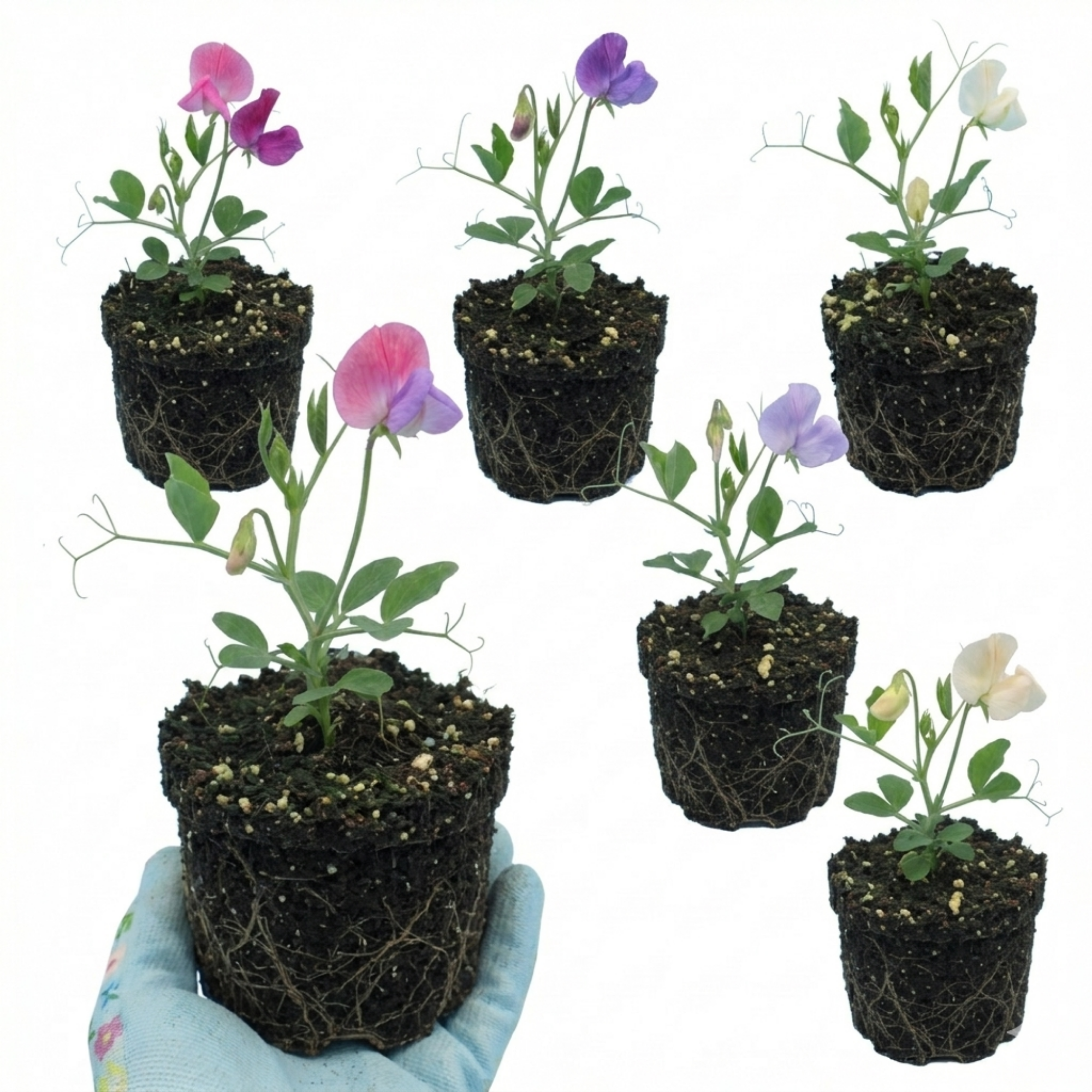 Lathyrus ‘Spencer’ — Hardy Annual Climber, Bee-Friendly, 10.5cm Pot (Set of 3 or 6)