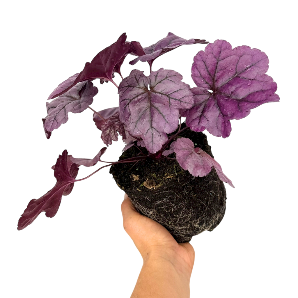 Heuchera ‘Wildberry’ — Hardy Perennial, 2L Pot