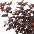 Physocarpus ‘Lady in Red’ — Deciduous Shrub, Bee-Friendly, 3L Pot