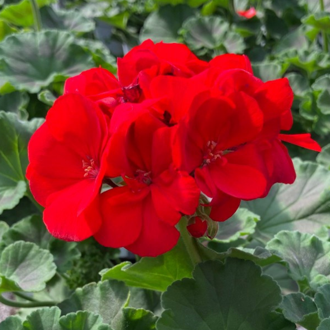 Pelargonium ‘Senna’ — Tender Perennial (grown as bedding), Bee-Friendly, 10.5cm Pot (Set of 3 or 6)