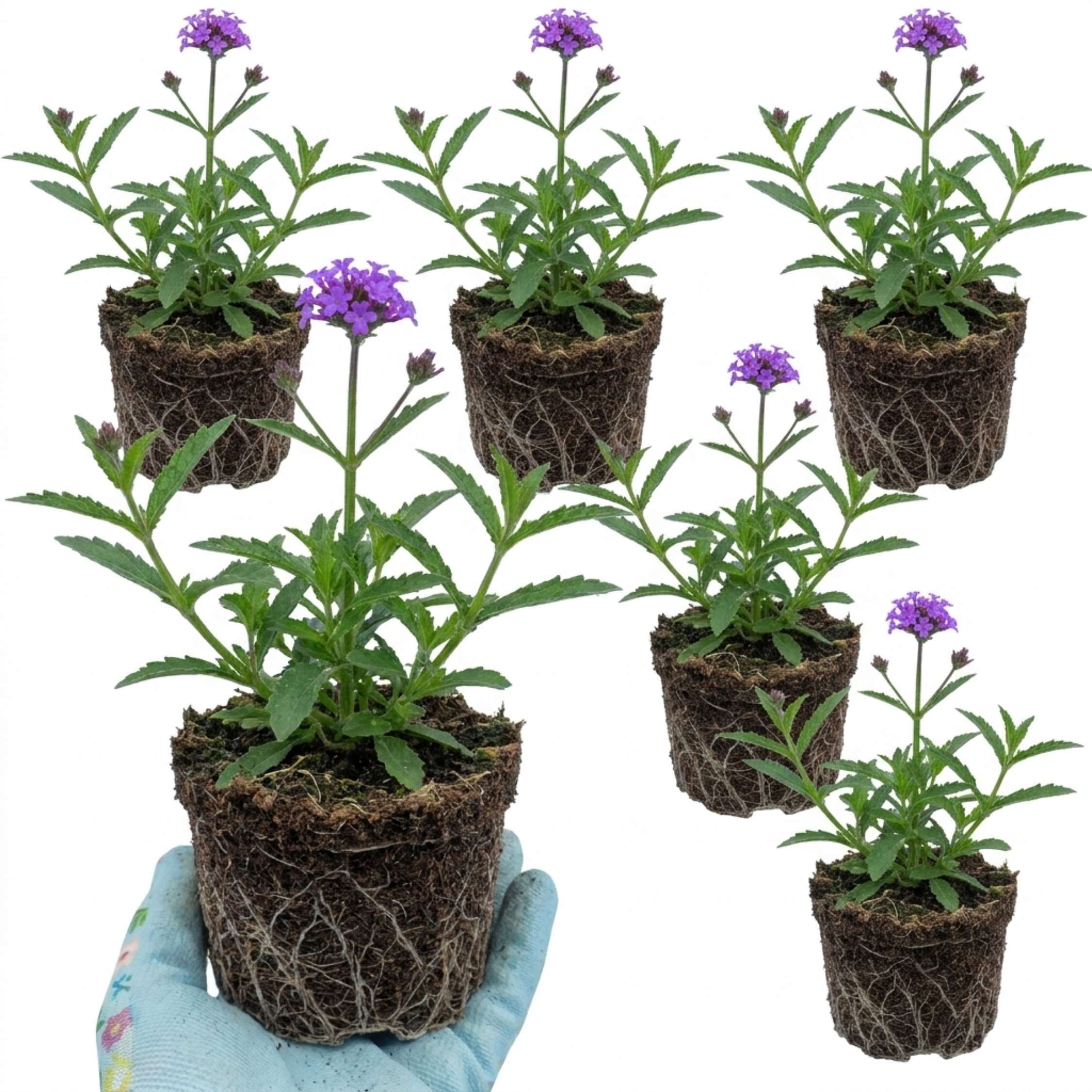 Verbena ‘Bonariensis’ — Hardy Perennial, Bee-Friendly, 1L Pot (Set of 3 or 6)