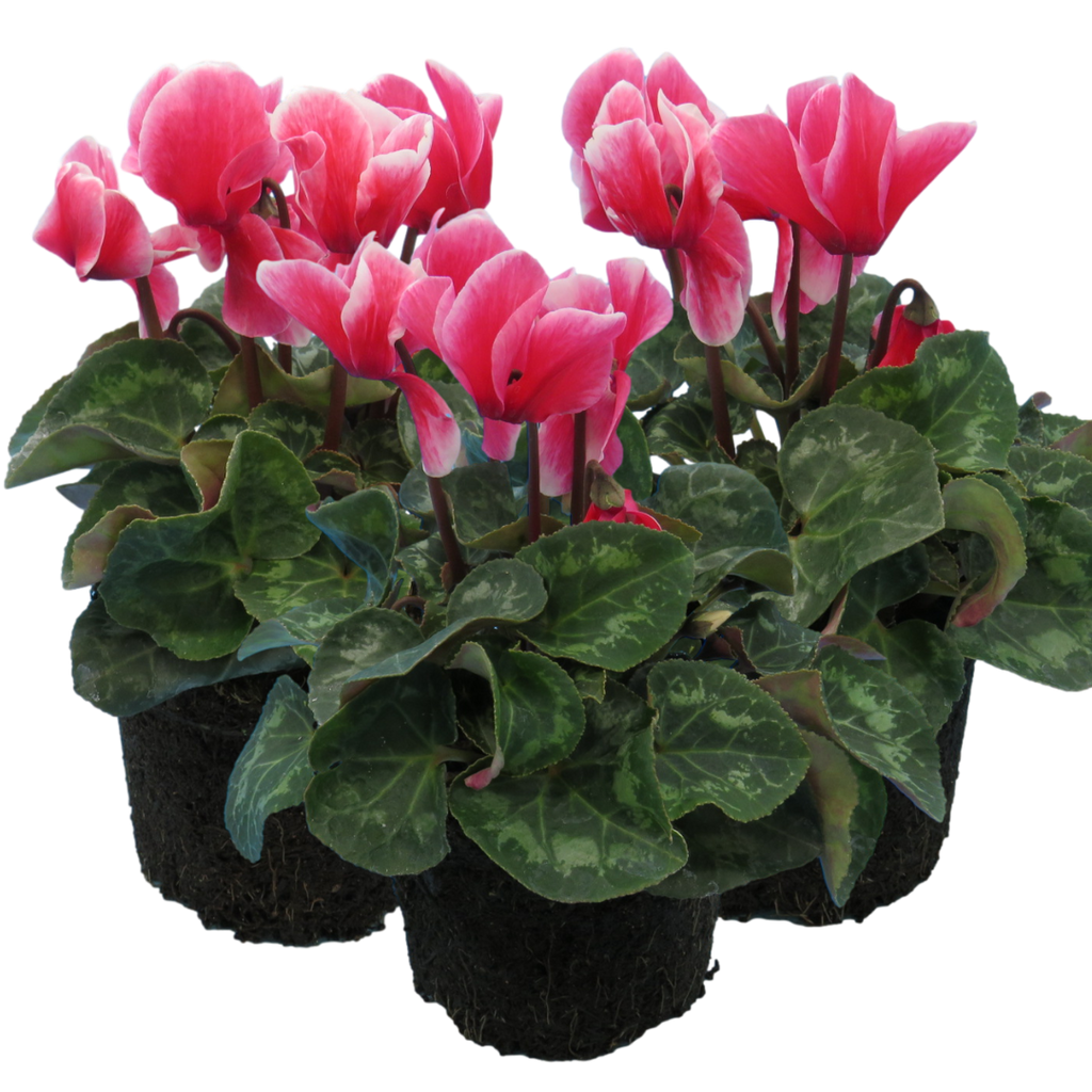 Cyclamen ‘Bicolour Rouge Flame’ — Hardy Perennial, 1L Pot