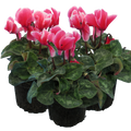 Cyclamen ‘Bicolour Rouge Flame’ — Hardy Perennial, 1L Pot