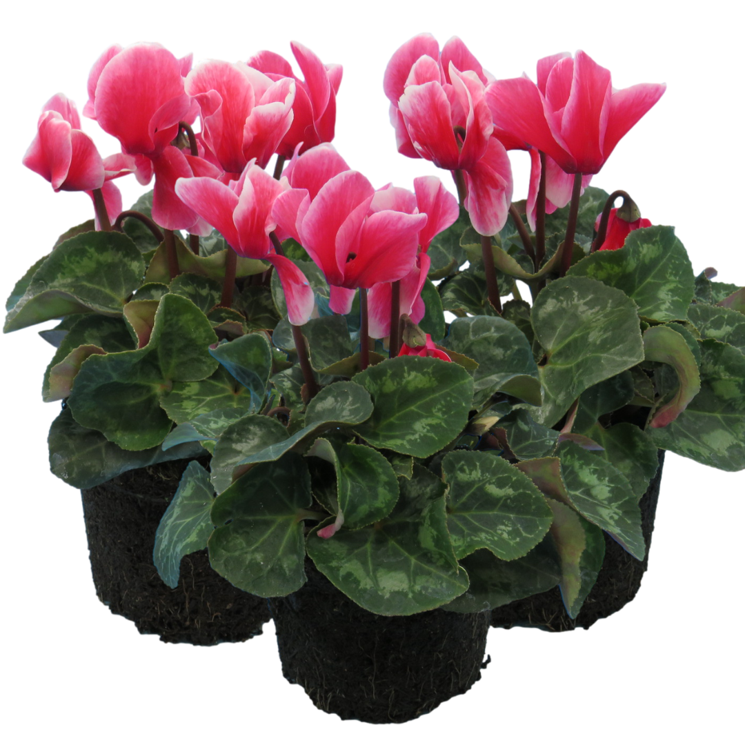 Cyclamen ‘Bicolour Rouge Flame’ — Hardy Perennial, 1L Pot