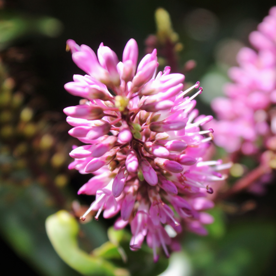 Hebe ‘New Zealand’ — Hardy Shrub, 2L Pot