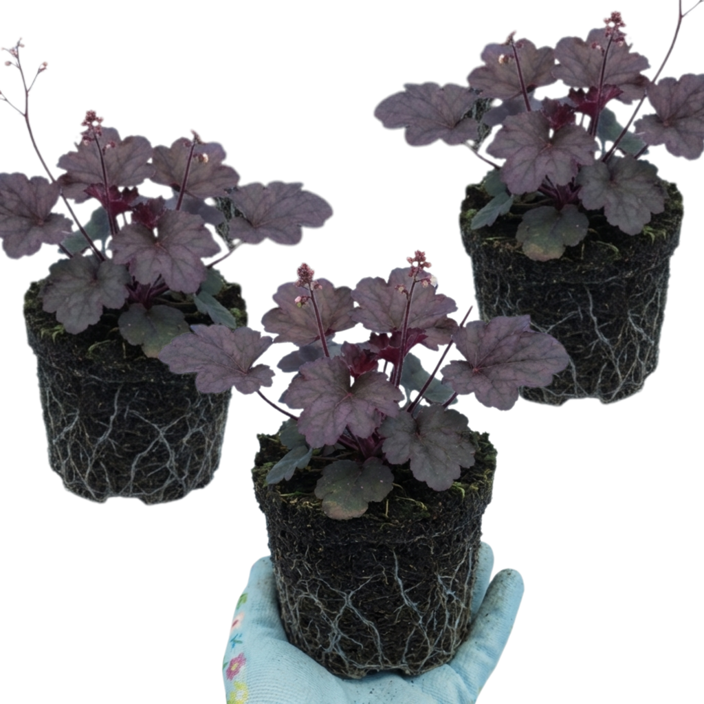 Heuchera ‘Palace Purple’ — Hardy Evergreen Perennial, Bee-Friendly, 1L Pot (Set of 3 or 6)