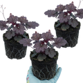 Heuchera ‘Palace Purple’ — Hardy Evergreen Perennial, Bee-Friendly, 1L Pot (Set of 3 or 6)