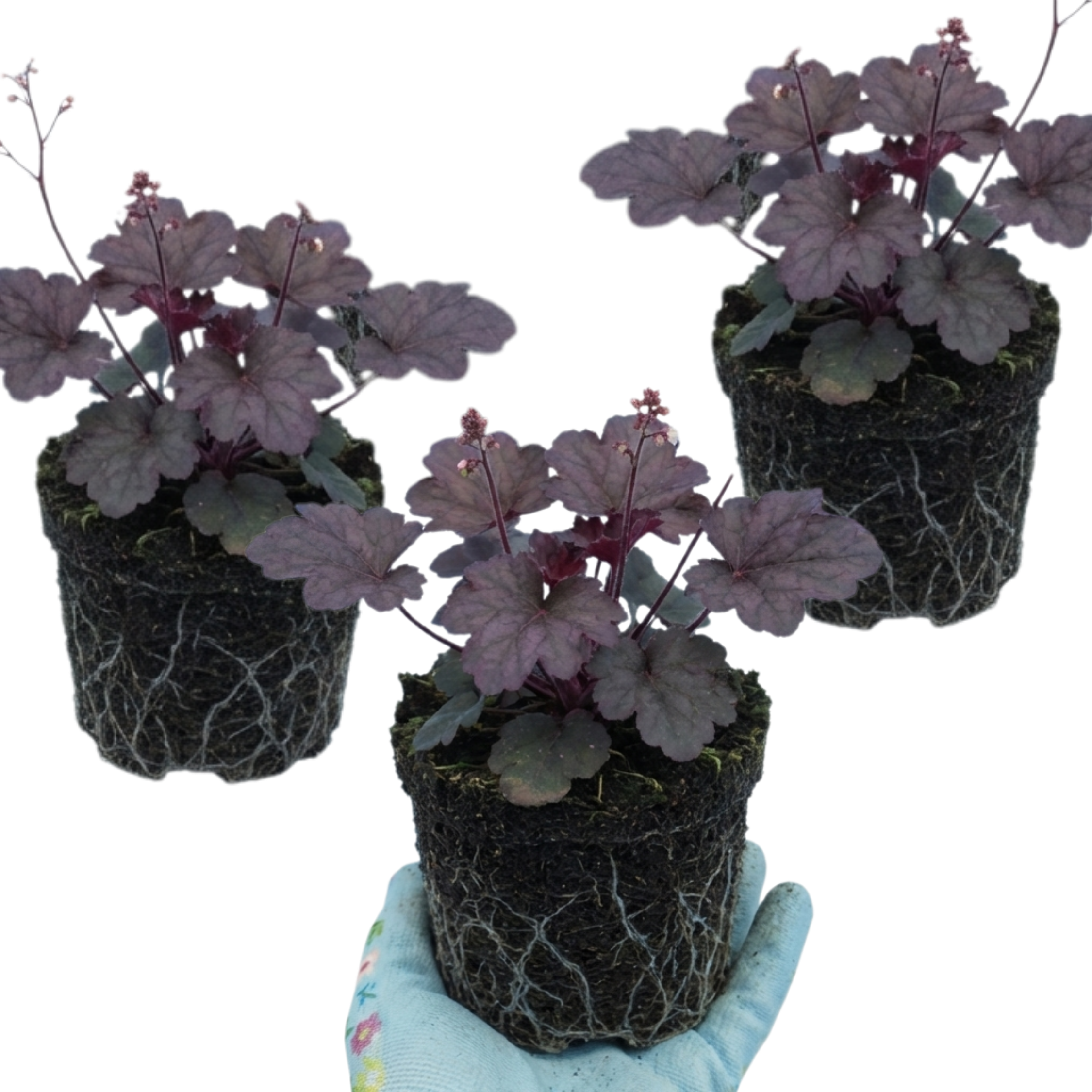 Heuchera ‘Palace Purple’ — Hardy Evergreen Perennial, Bee-Friendly, 1L Pot (Set of 3 or 6)