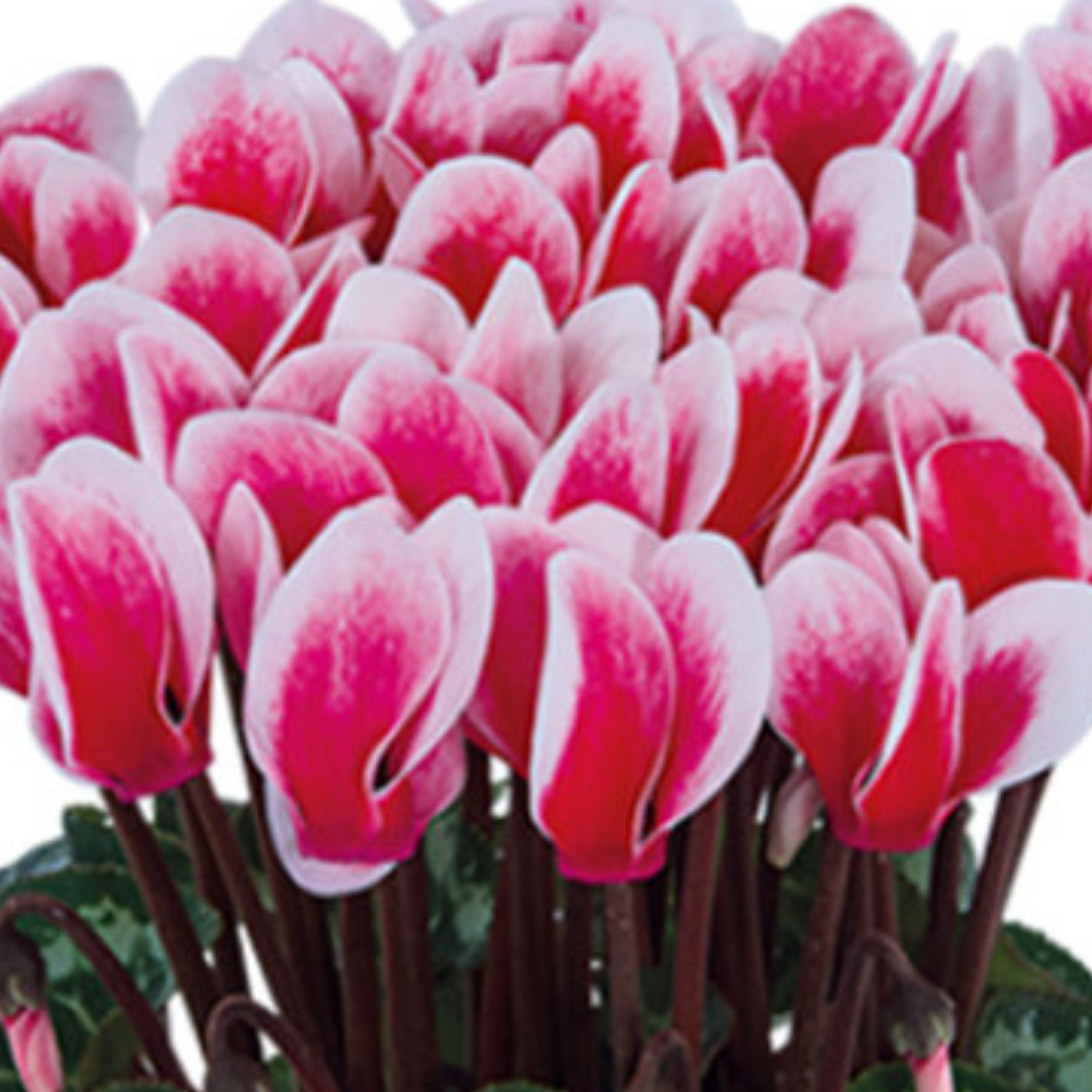 Cyclamen ‘Smartiz Rouge Vif’ — Tender Pot Plant (perennial in mild climates), 10.5cm Pot (Set of 3 or 6)