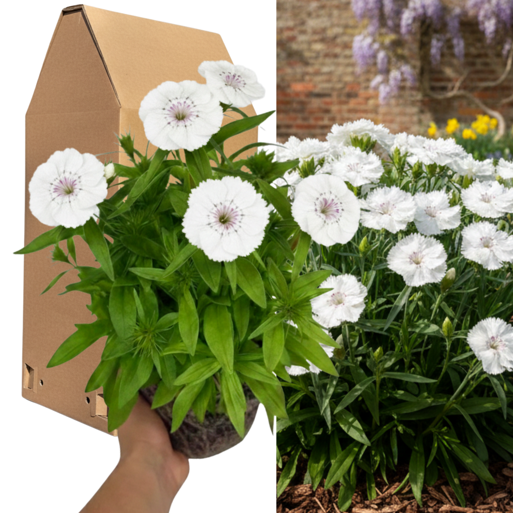 Dianthus ‘Dart White’ — Hardy Perennial, 2L Pot