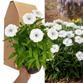 Dianthus ‘Dart White’ — Hardy Perennial, 2L Pot