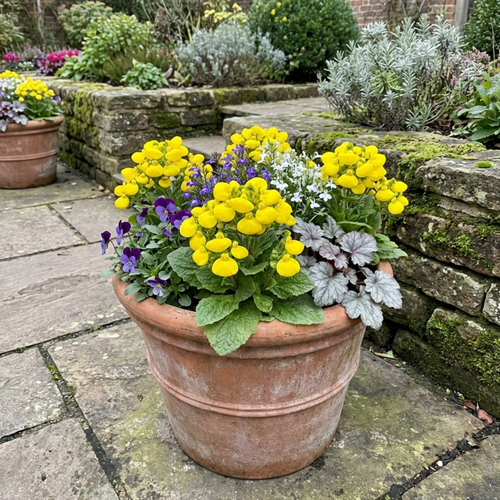 Calceolaria ‘Yellow’ — Hardy Perennial, 1L Pot (Set of 3 or 6)