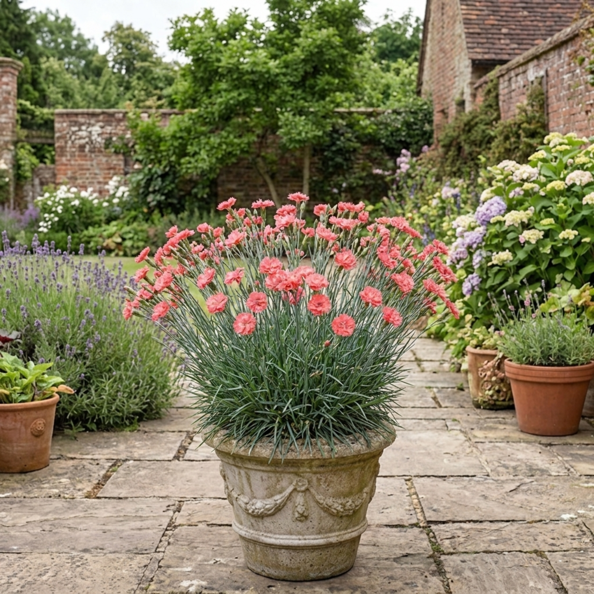 Dianthus ‘Sugar Coral’ — Hardy Perennial, Bee-Friendly, 17cm Pot