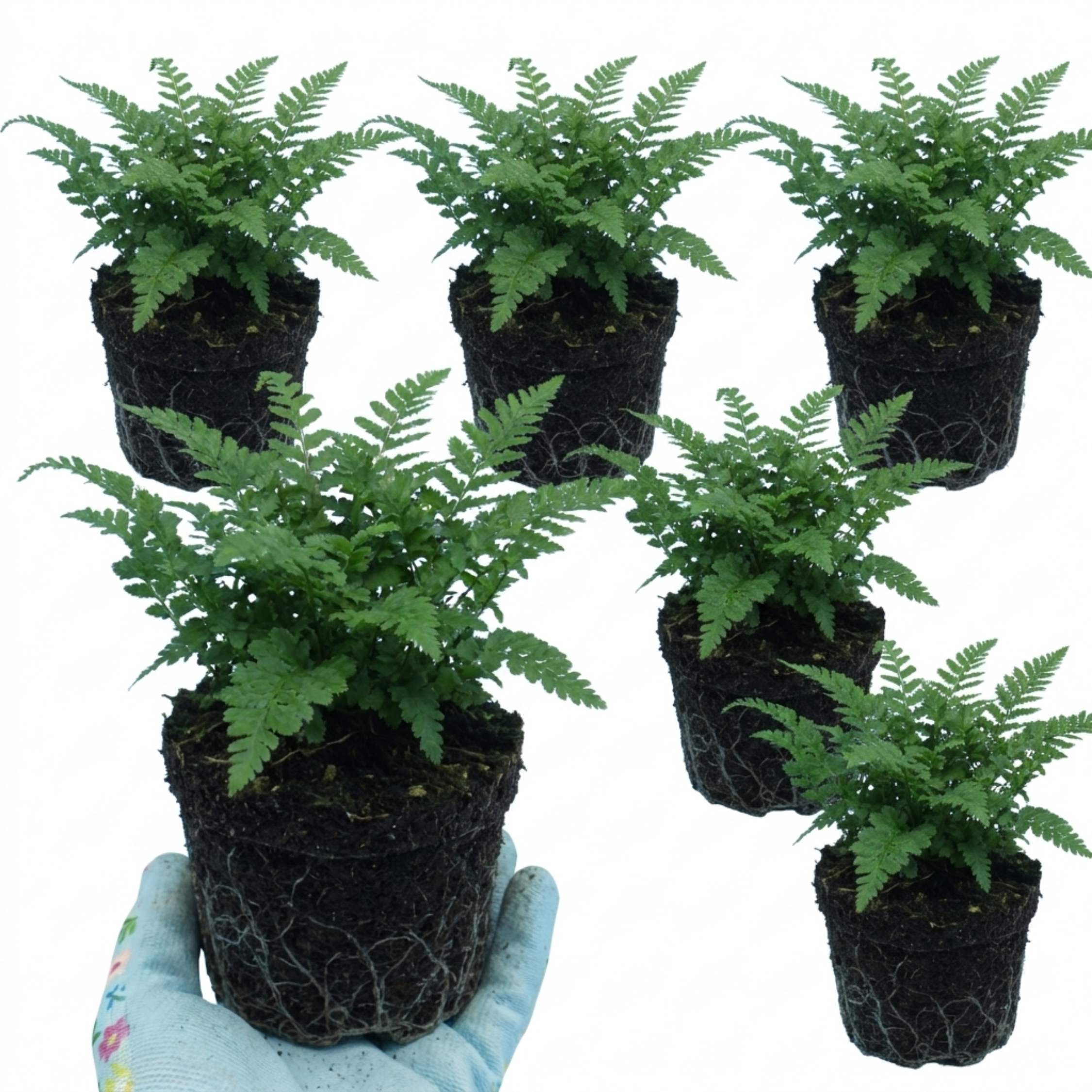 Soft ‘Shield’ — Evergreen Perennial Fern, 1L Pot (Set of 3 or 6)