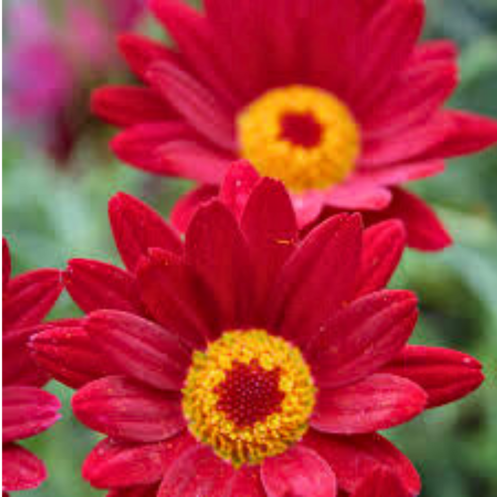 Argyranthemum ‘Madeira Red’ — Hardy Perennial, 10.5cm Pot (Set of 3 or 6)