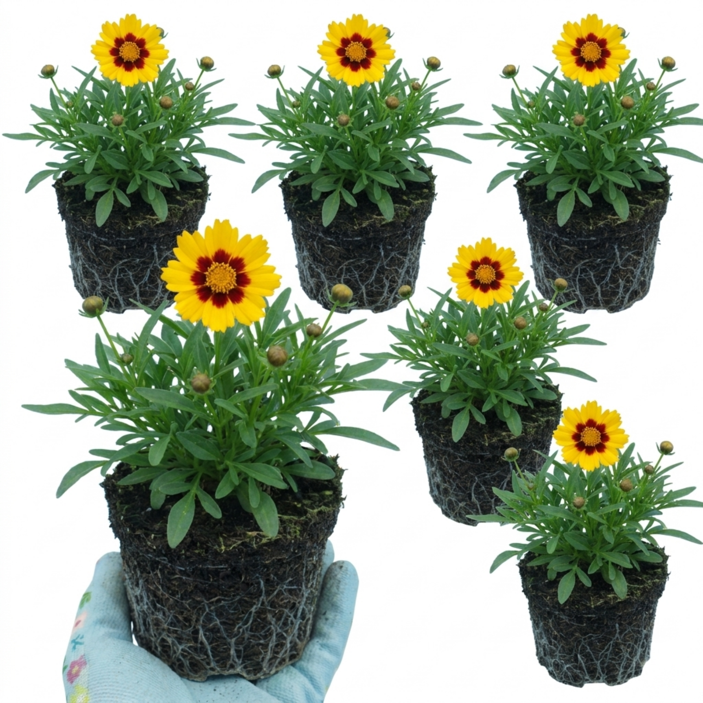 Coreopsis ‘Sunfire’ — Hardy Perennial, Bee-Friendly, 1L Pot (Set of 3 or 6)