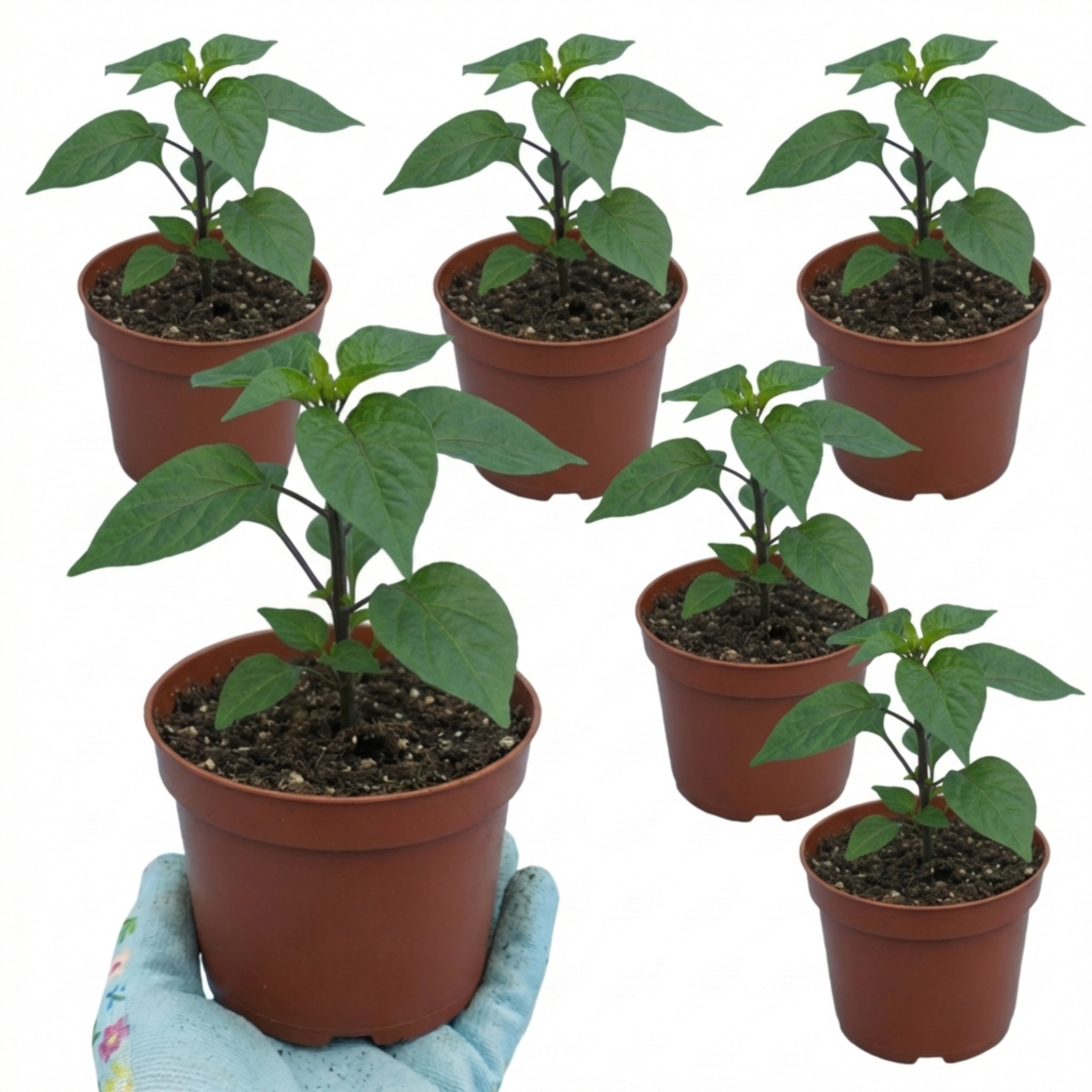 Chilli 'Habanero Chocolate' — Edible Annual, 10.5cm Pot (Set of 3 or 6)
