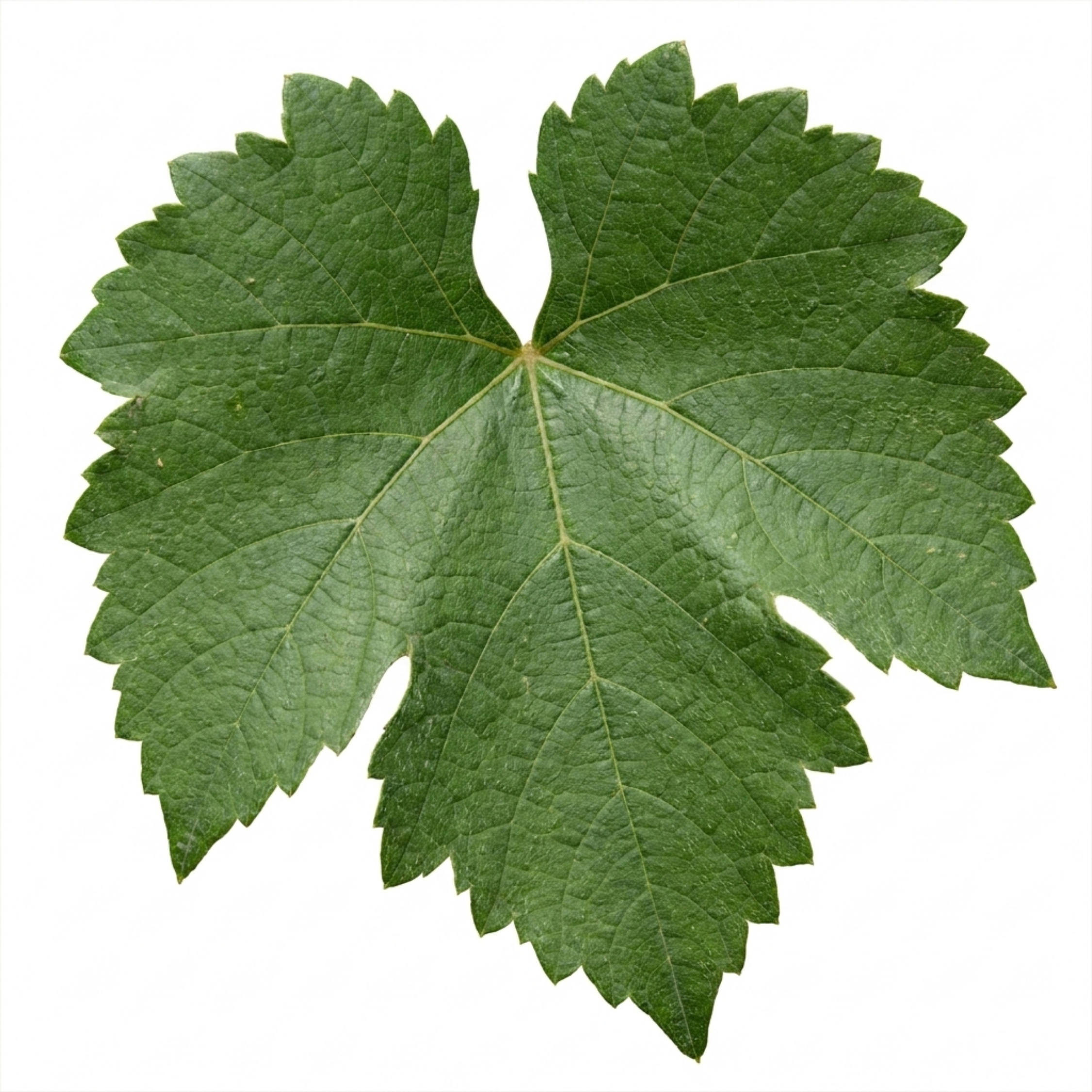Vitis ‘Sulima White’ — Hardy Deciduous Climber, 3L Pot