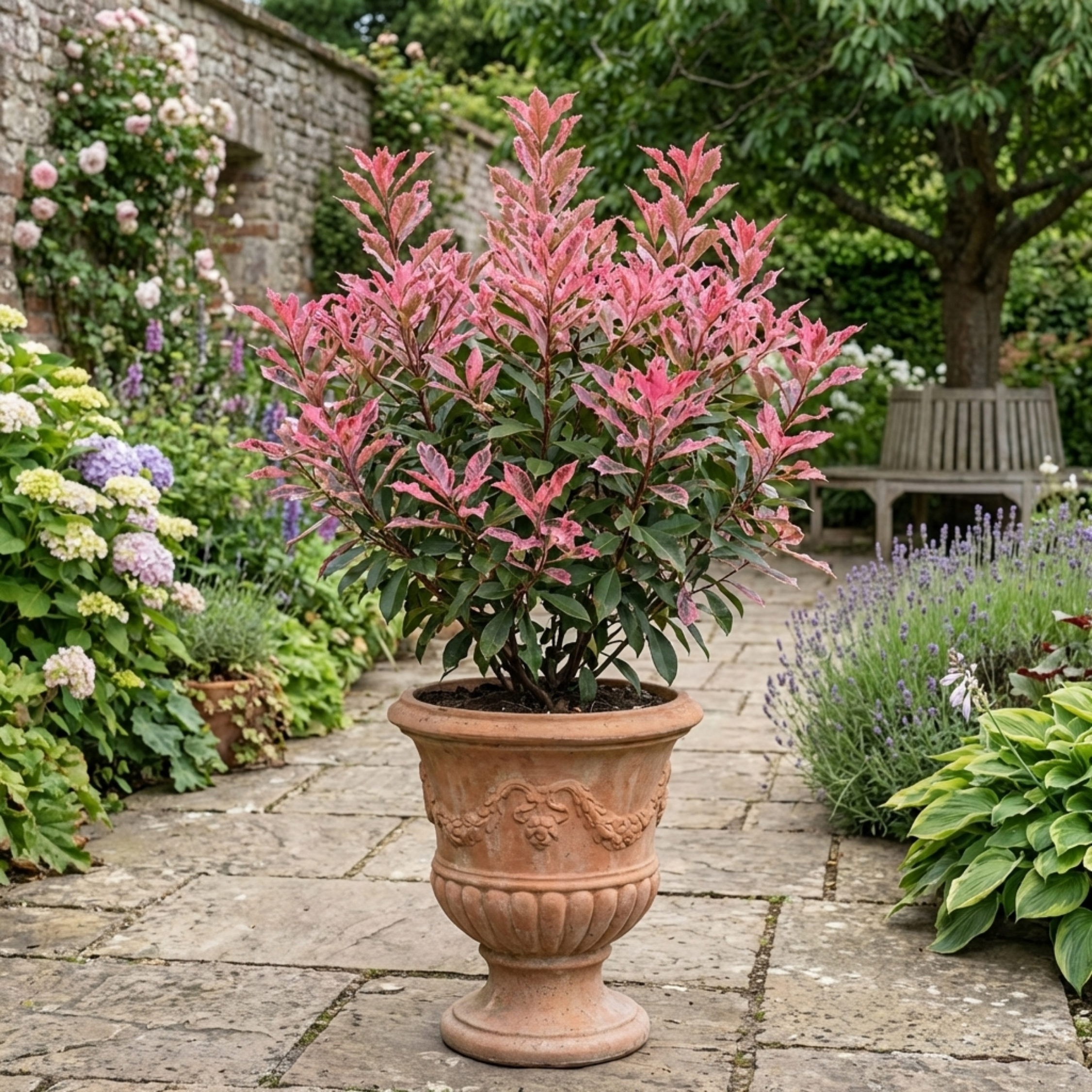Photinia ‘Fraseri Pink Crispy’ — Evergreen Shrub, 3L Pot