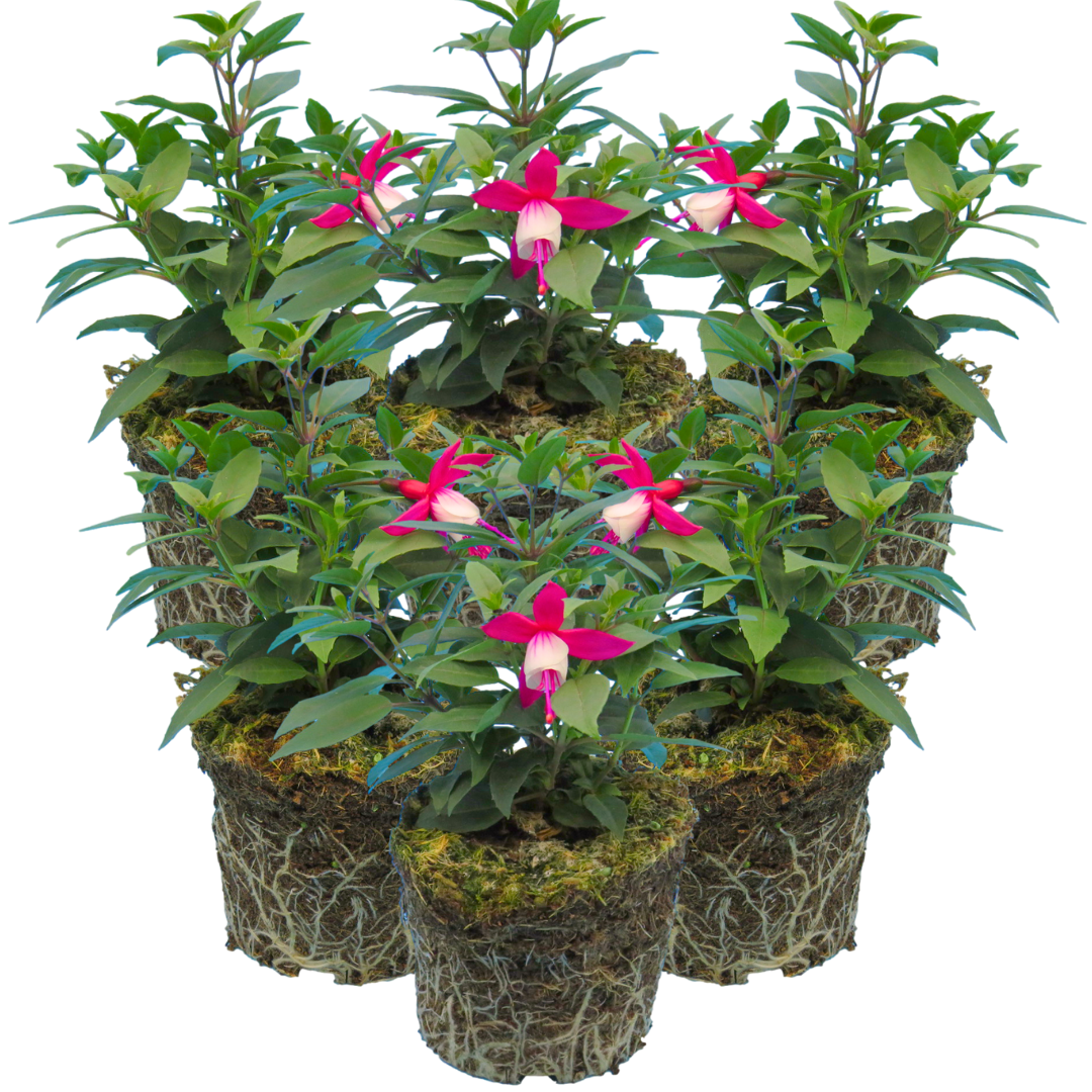 Fuchsia ‘Diva Red and White’ — Hardy Perennial, Bee-Friendly, 1L Pot