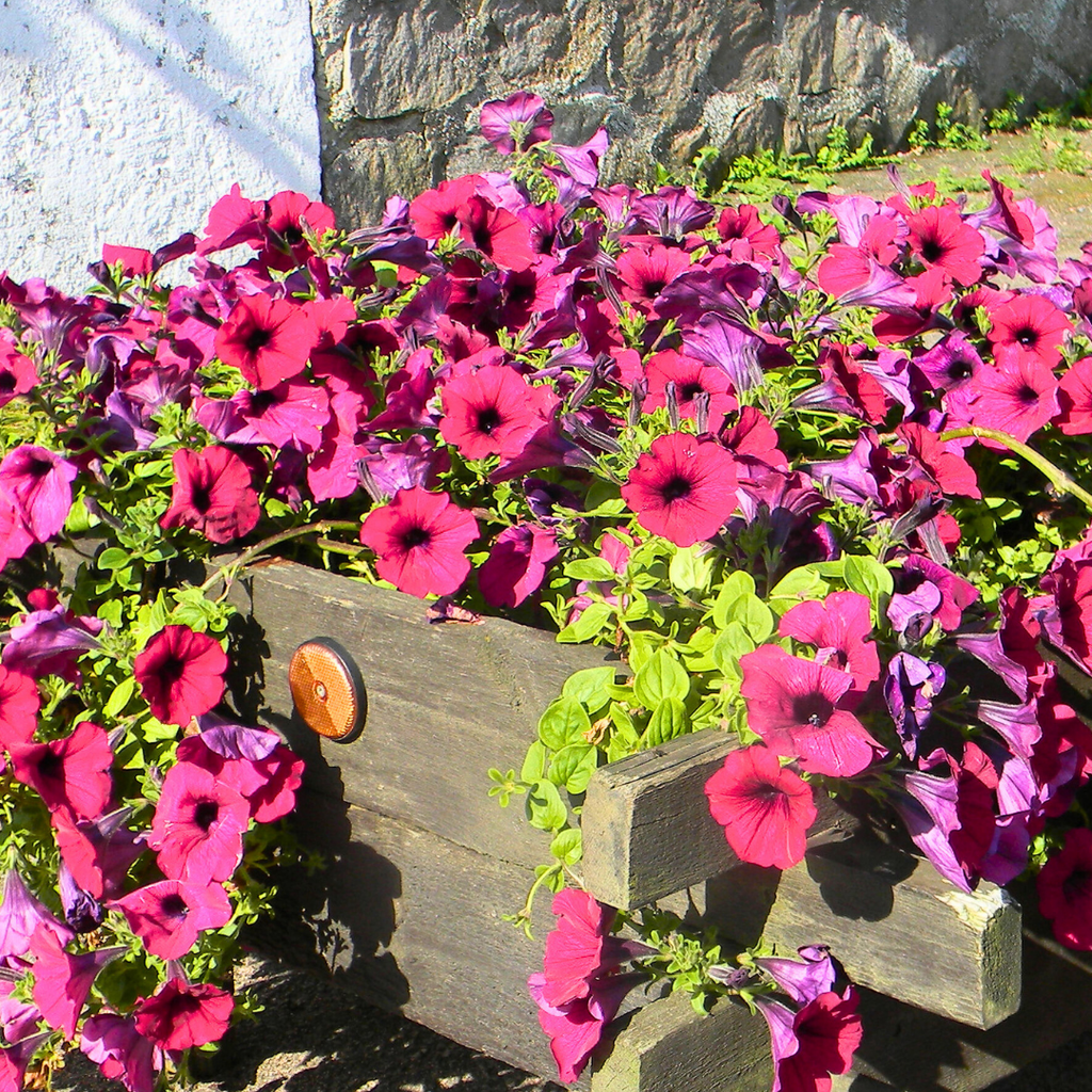 Petunia ‘Surfinia Deep Red’ — Hardy Perennial, 10.5cm Pot (Set of 3 or 6)