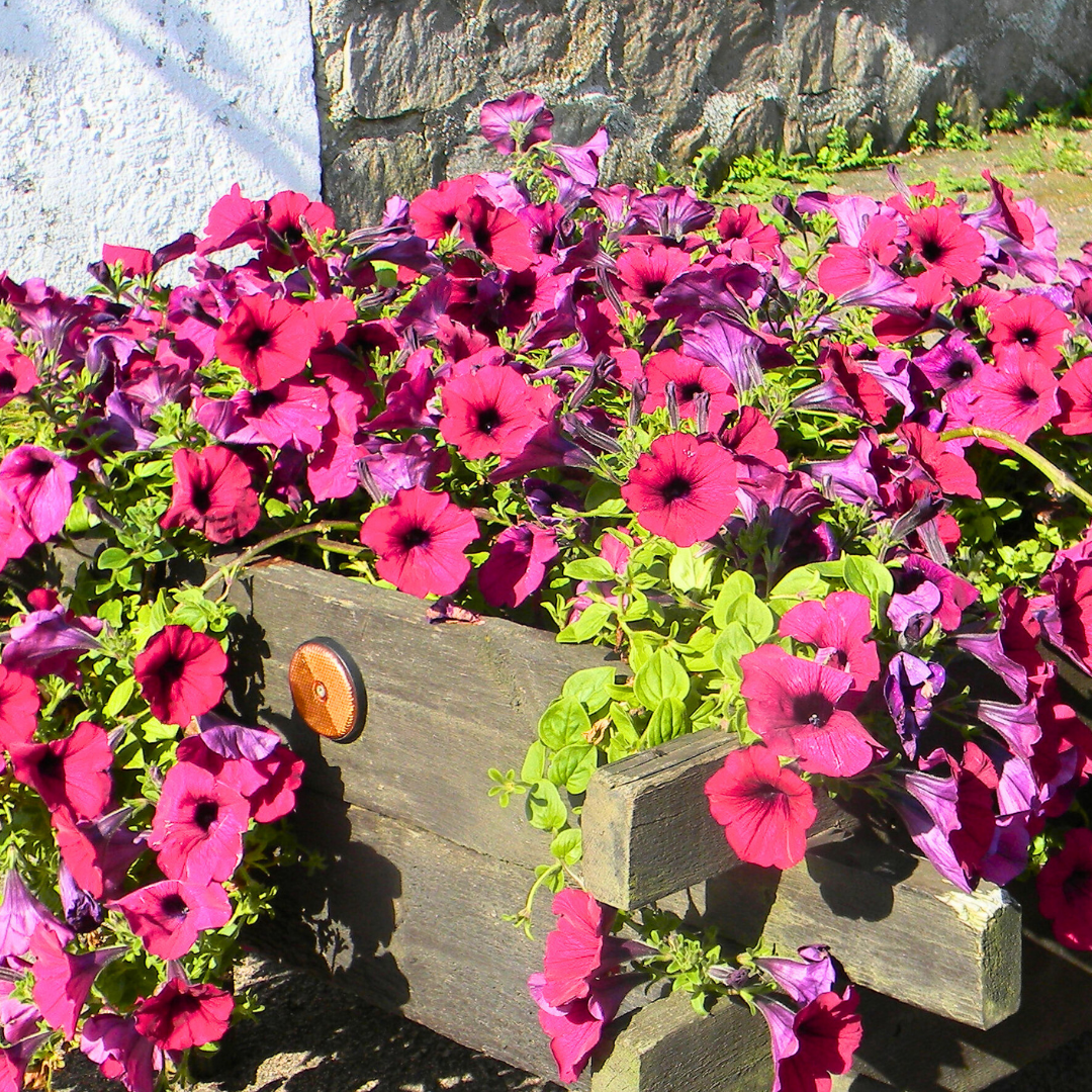 Petunia ‘Surfinia Deep Red’ — Hardy Perennial, 10.5cm Pot (Set of 3 or 6)