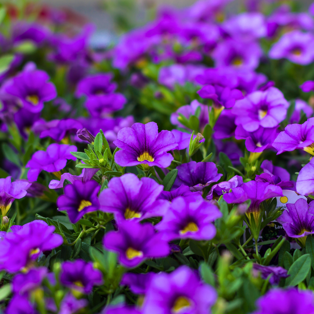 Calibrachoa ‘Cabaret Blue’ — Half-Hardy Trailing Annual, Bee-Friendly, 10.5cm Pot (Set of 3 or 6)