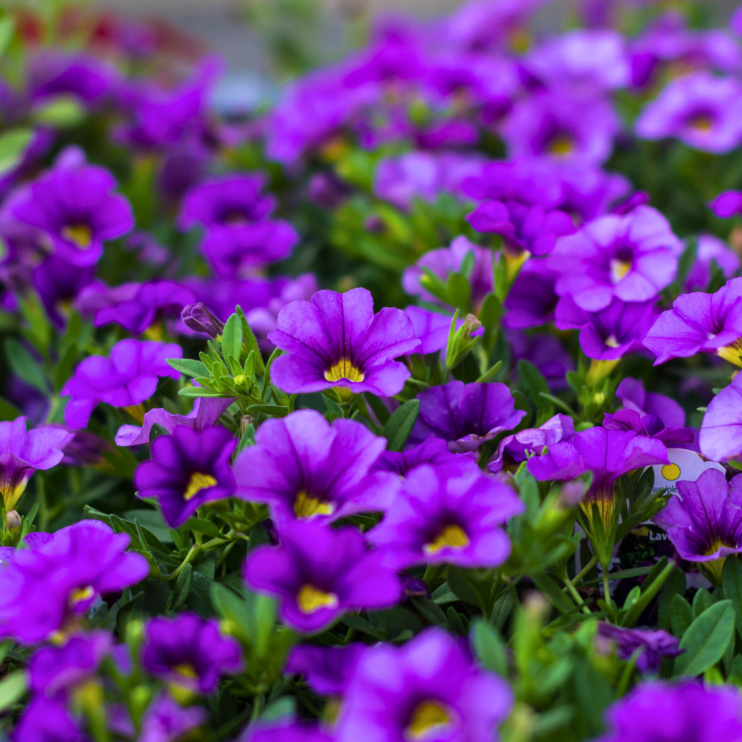 Calibrachoa ‘Cabaret Blue’ — Half-Hardy Trailing Annual, Bee-Friendly, 10.5cm Pot (Set of 3 or 6)