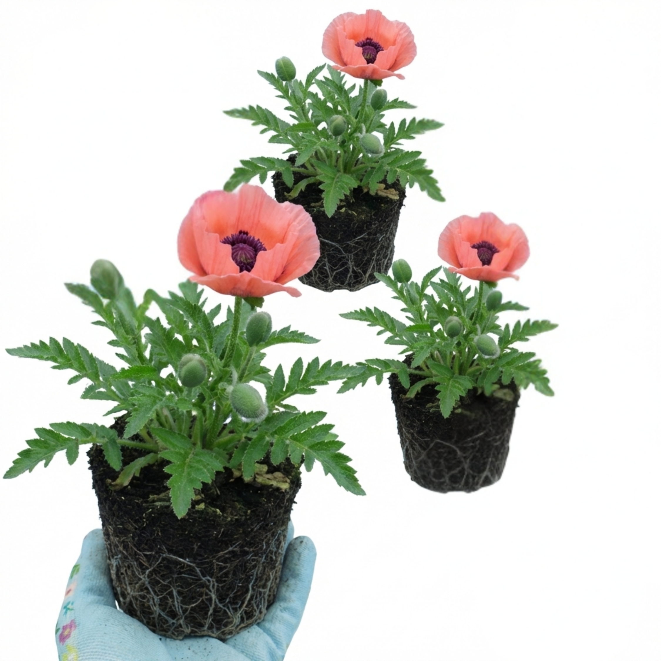 Papaver ‘Orientale Victoria Louise’ — Hardy Perennial, Bee-Friendly, 1L Pot (Set of 3 or 6)