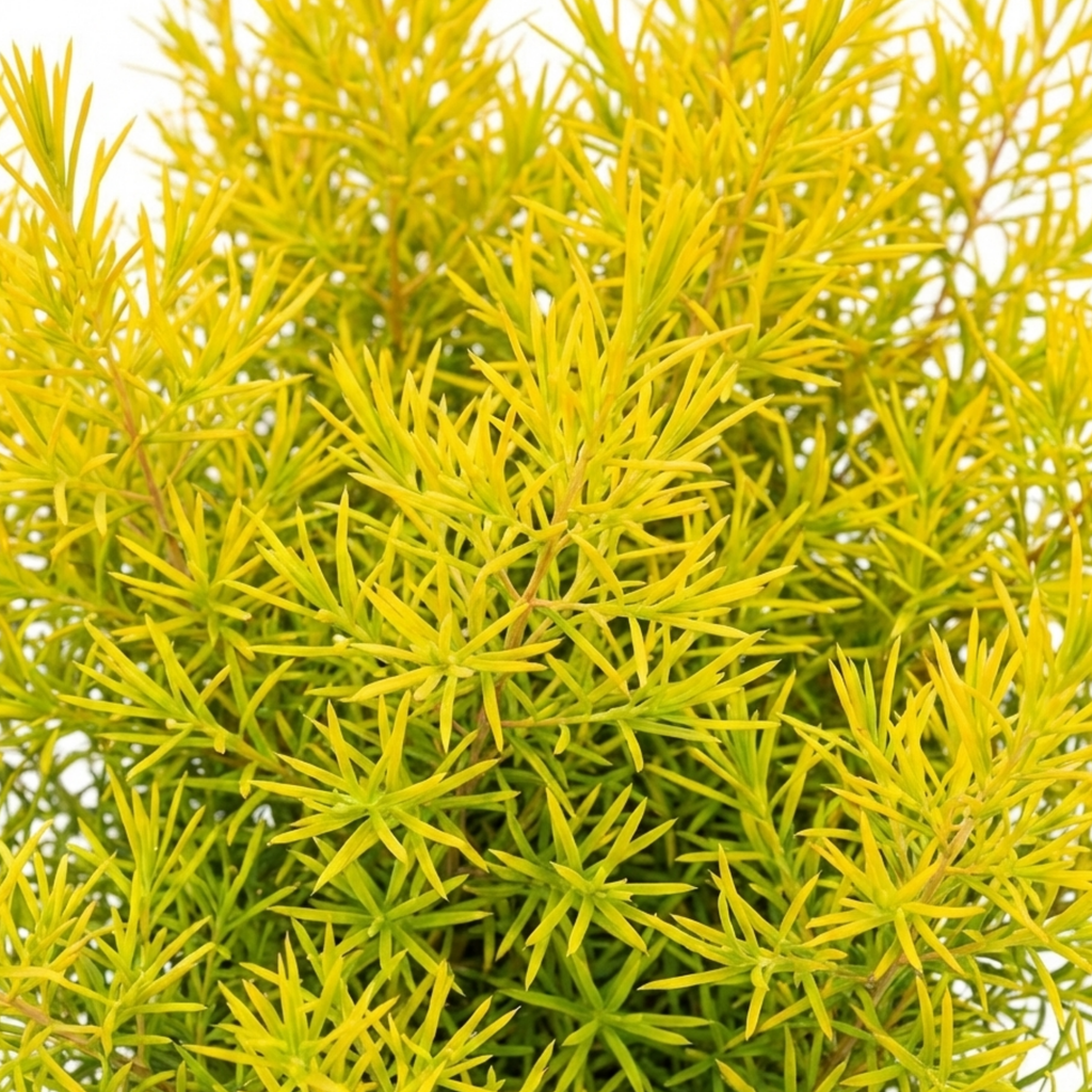 Diosma ‘Sunset Gold’ — Evergreen Shrub, Bee-Friendly, 3L Pot