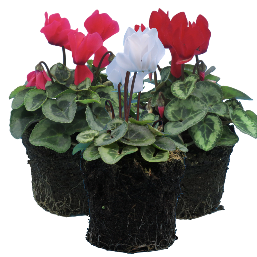 Cyclamen ‘Smartiz Rouge Vif’ — Tender Pot Plant (perennial in mild climates), 10.5cm Pot (Set of 3 or 6)