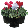 Cyclamen ‘Smartiz Rouge Vif’ — Tender Pot Plant (perennial in mild climates), 10.5cm Pot (Set of 3 or 6)