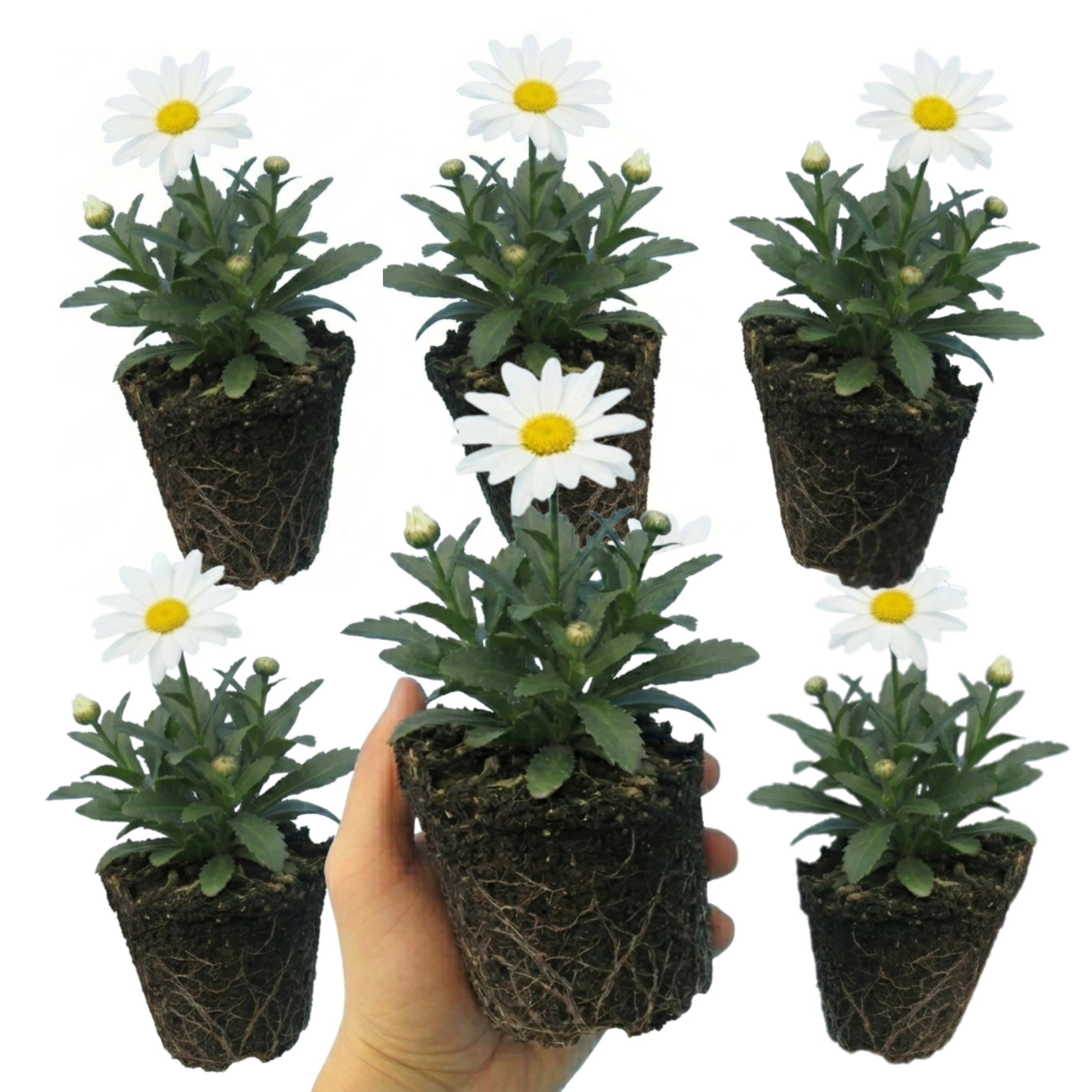 Leucanthemum ‘Madonna White Shasta Daisy’ — Herbaceous Perennial, Bee-Friendly, 11cm Pot (Set of 3 or 6)