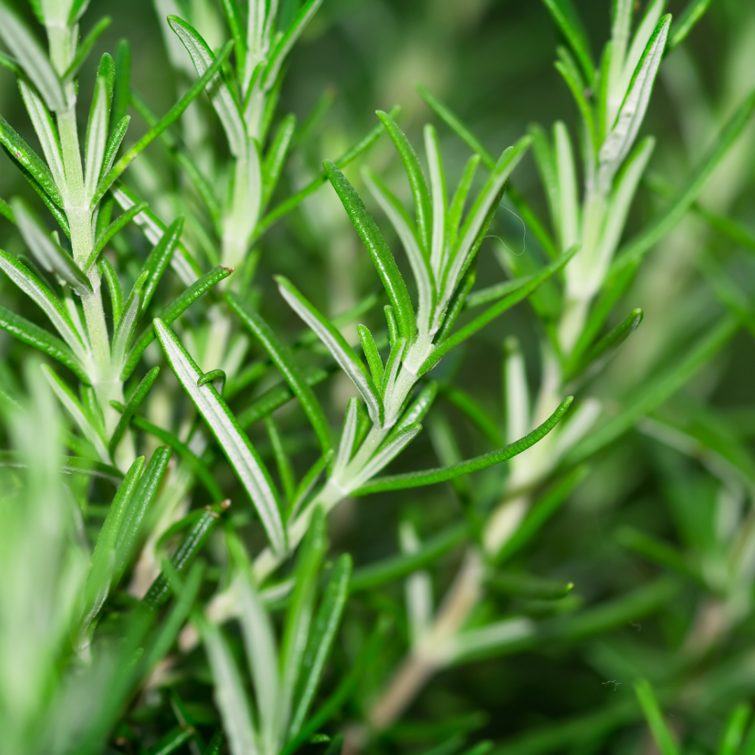Rosemary 'Growers Mix' — Hardy Evergreen Perennial Herb, Bee-Friendly, 1L Pot (Set of 3 or 6)