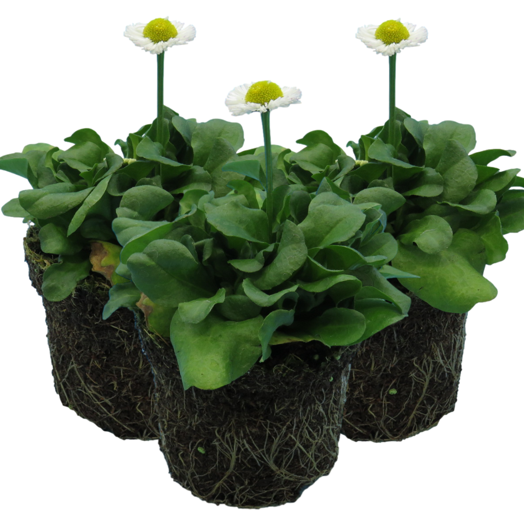 Bellis ‘White’ — Hardy Perennial, Bee-Friendly, 10.5cm Pot
