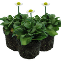 Bellis ‘White’ — Hardy Perennial, Bee-Friendly, 10.5cm Pot