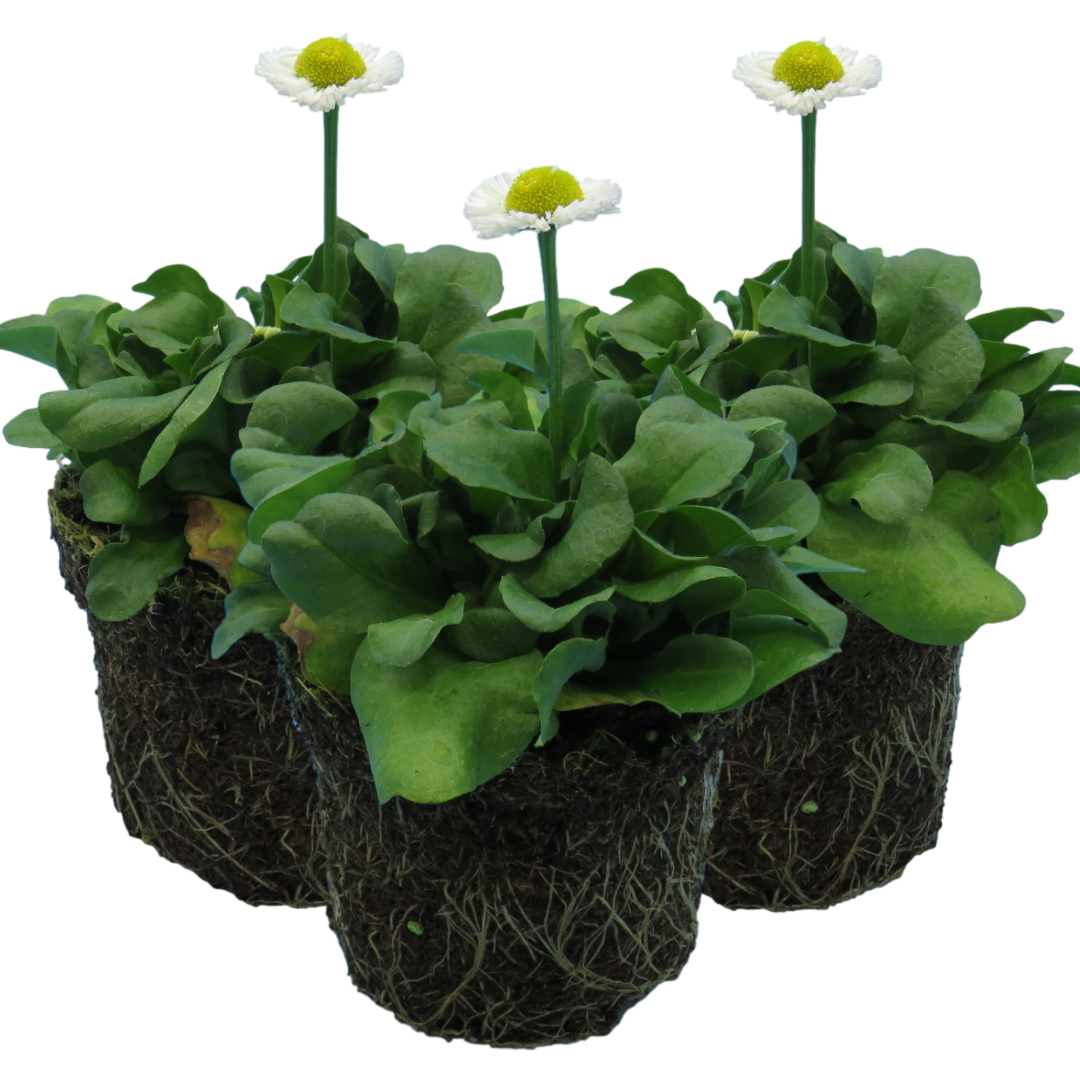 Bellis ‘White’ — Hardy Perennial, Bee-Friendly, 10.5cm Pot