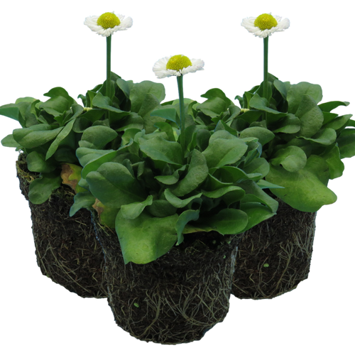Bellis ‘White’ — Hardy Perennial, Bee-Friendly, 10.5cm Pot