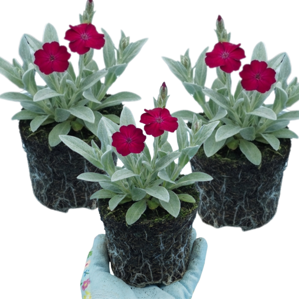 Lychnis ‘Rose Campion’ — Hardy Perennial, Bee-Friendly, 1L Pot (Set of 3 or 6)