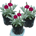 Lychnis ‘Rose Campion’ — Hardy Perennial, Bee-Friendly, 1L Pot (Set of 3 or 6)