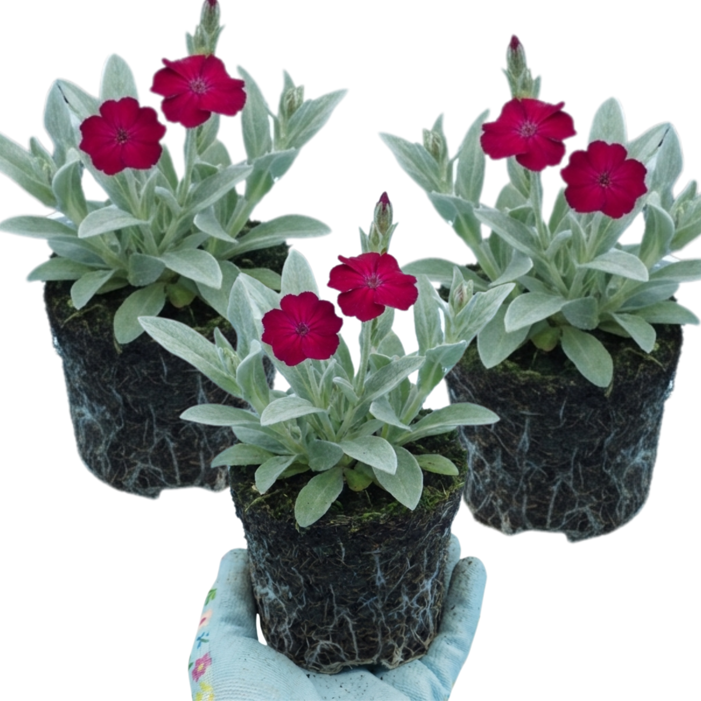 Lychnis ‘Rose Campion’ — Hardy Perennial, Bee-Friendly, 1L Pot (Set of 3 or 6)