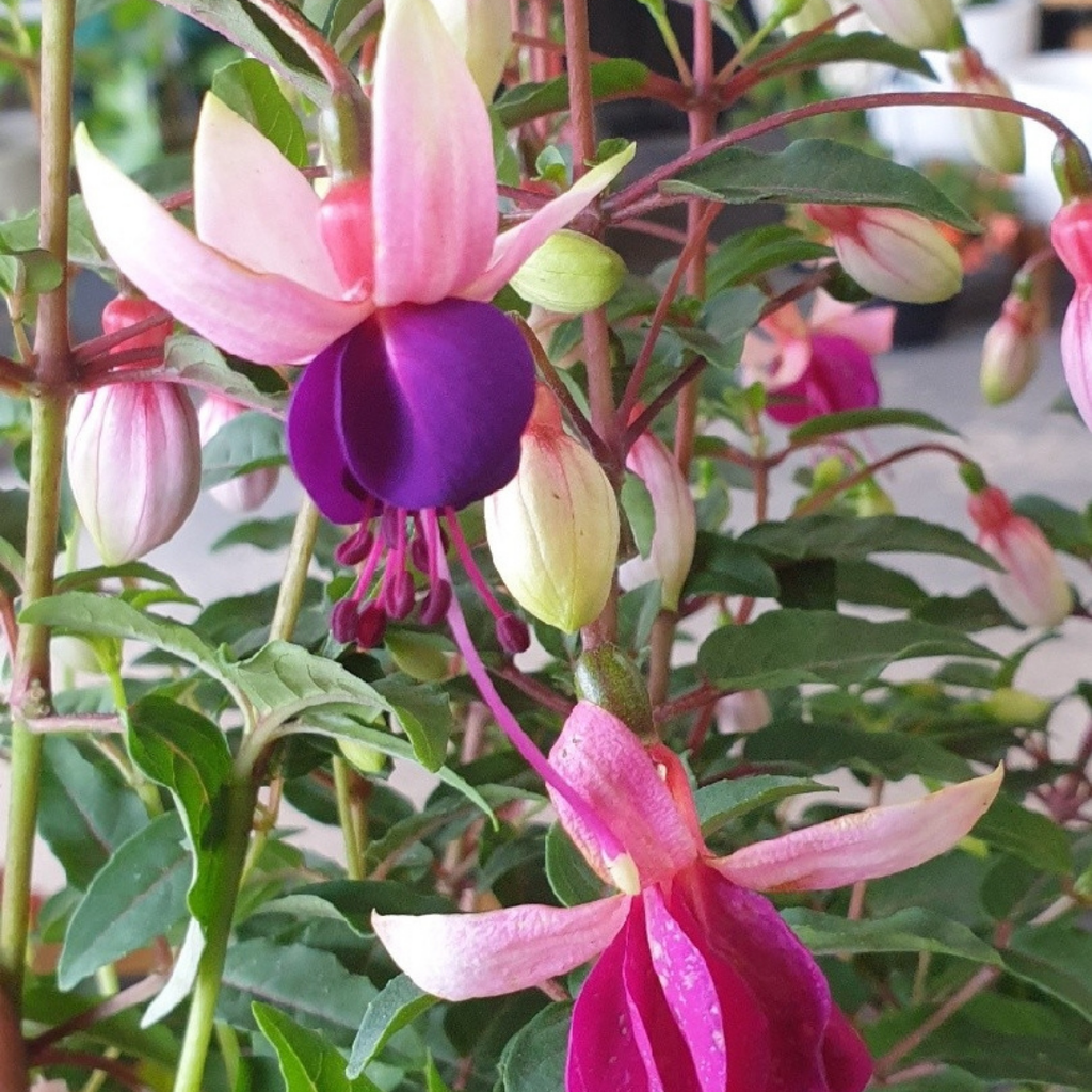 Fuchsia ‘Olivia’ — Patio Fuchsia (semi-tender perennial), Bee-Friendly, 10.5cm Pot (Set of 3 or 6)