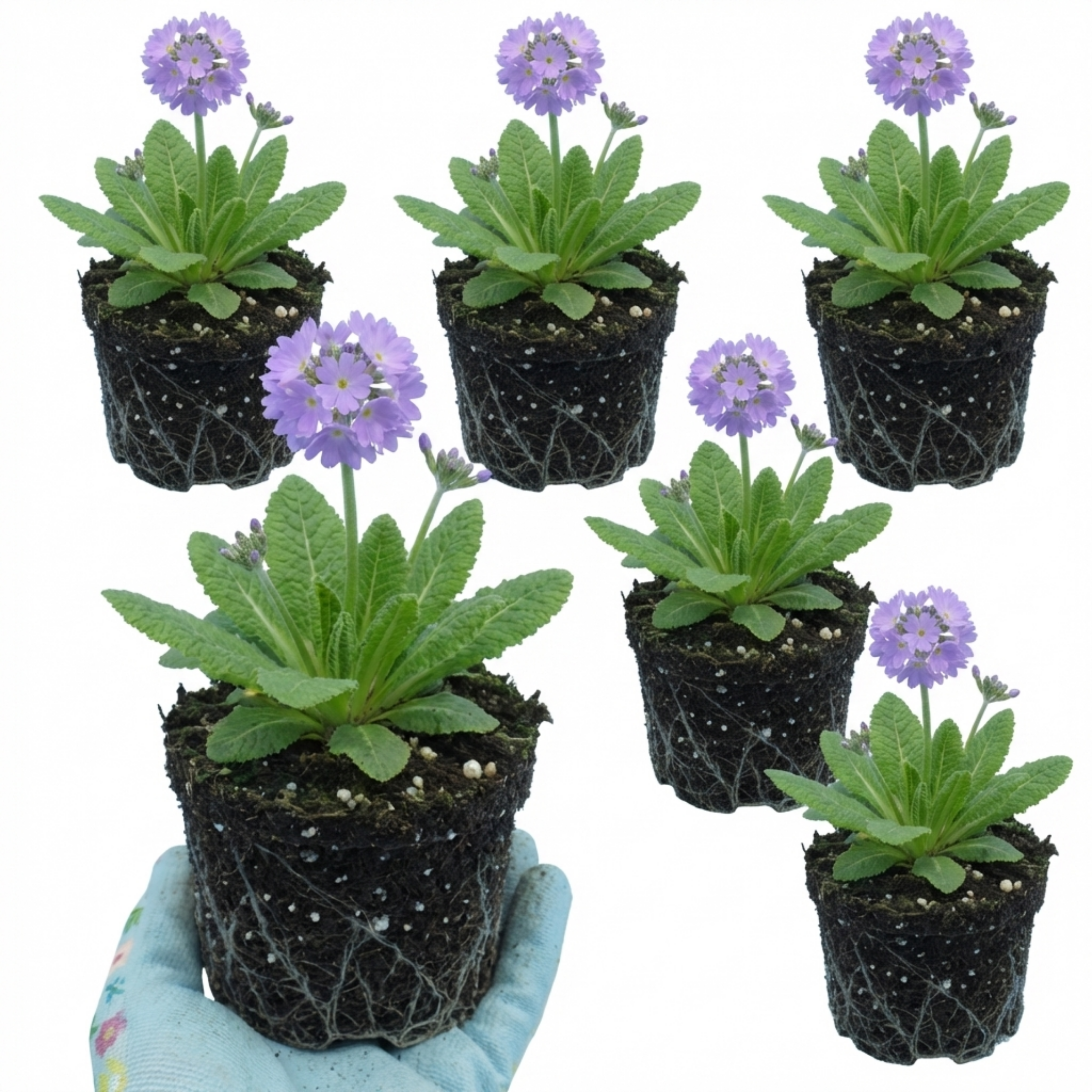 Primula ‘Denticulata Lilac Drumstick Primrose’ — Hardy Perennial, Bee-Friendly, 1L Pot (Set of 3 or 6)