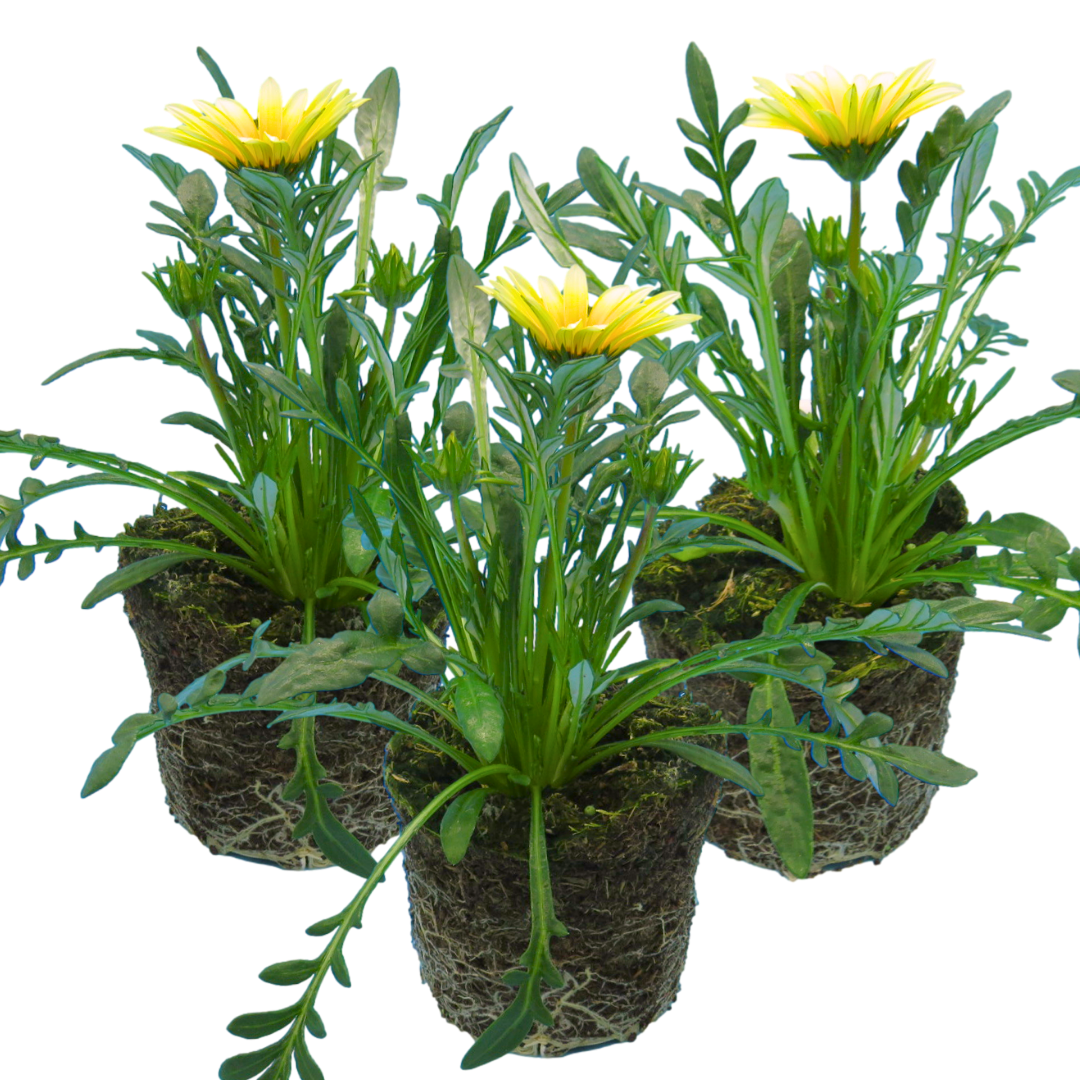 Gazania ‘Kiss White Improved’ — Hardy Perennial, 1L Pot (Set of 3 or 6)